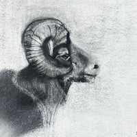 Big Horn Sheep