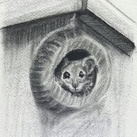 Mouse in the Bird House