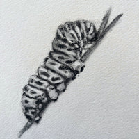 Caterpillar