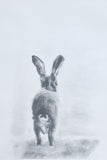 6 Onward Hare Cards