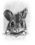 6 Hello There Little Grey Mouse Note Cards